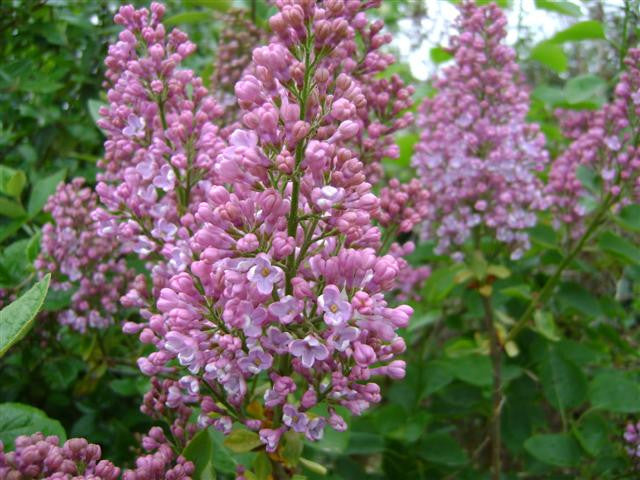 Lilac 'Michel Buchner'