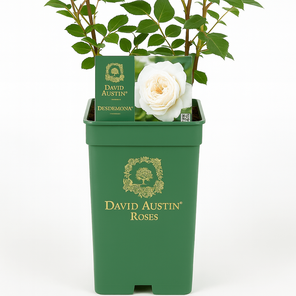 The King's rose (Aus27a16) (NEW 2025) - Belle Epoque