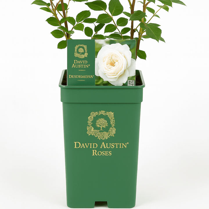 The King's rose (Aus27a16) (NEW 2025) - Belle Epoque