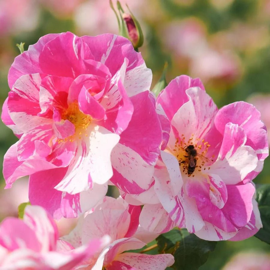 The King's rose (Aus27a16) (NEW 2025) - Belle Epoque