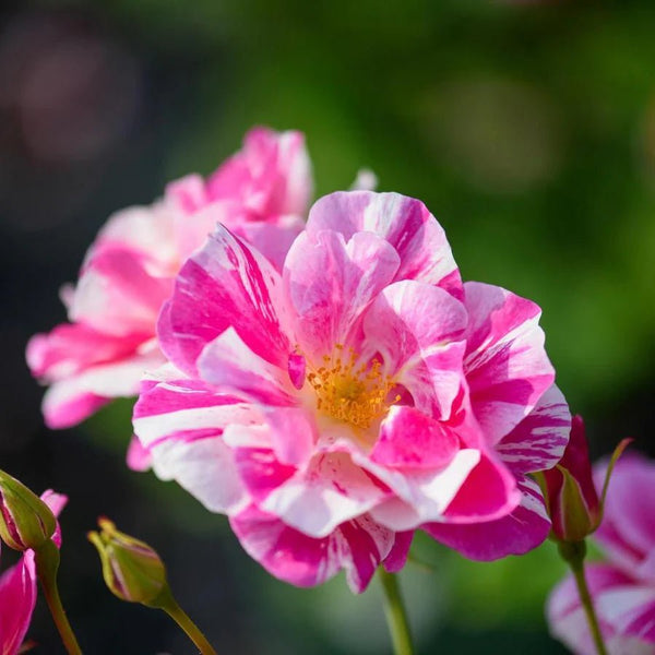 The King's rose (Aus27a16) (NEW 2025) - Belle Epoque