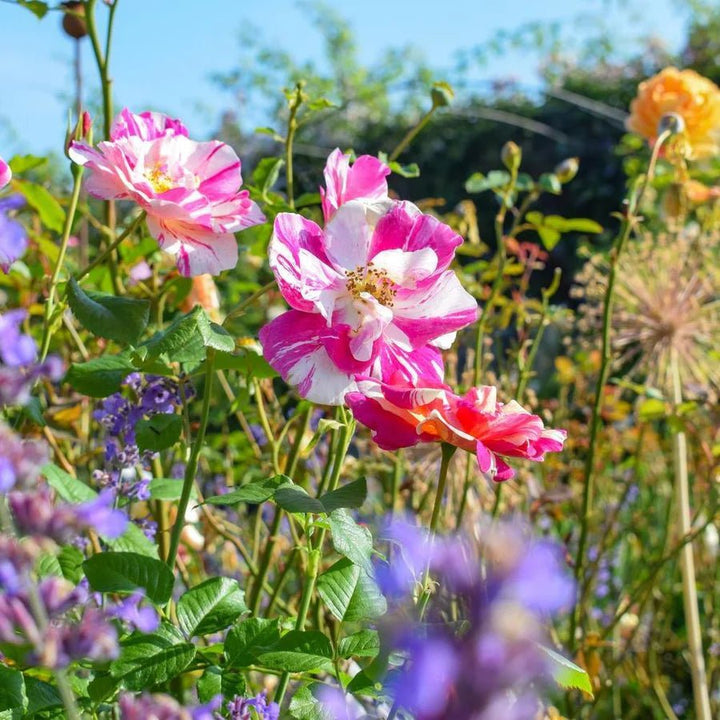 The King's rose (Aus27a16) (NEW 2025) - Belle Epoque