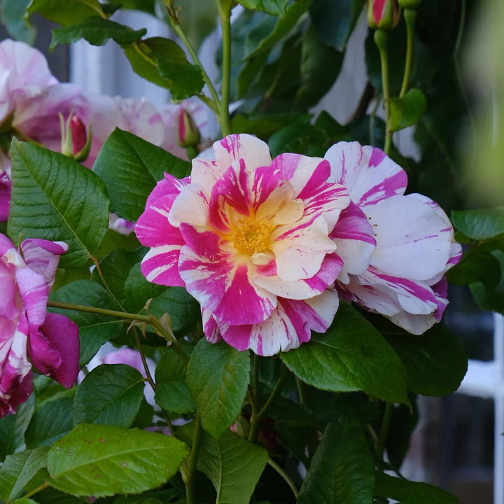 The King's rose (Aus27a16) (NEW 2025) - Belle Epoque