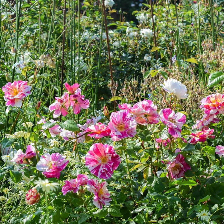 The King's rose (Aus27a16) (NEW 2025) - Belle Epoque