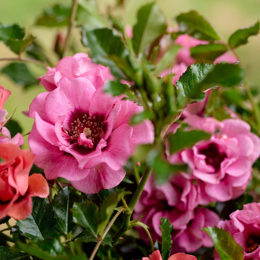 Lila-roze bloemen met een donkerrood oog, compact groeiend boven glanzend groen blad.