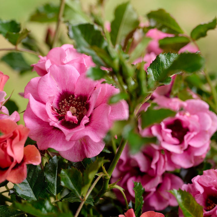 Lila-roze bloemen met een donkerrood oog, compact groeiend boven glanzend groen blad.