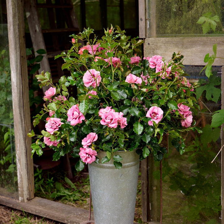 Lila-roze bloemen met een donkerrood oog, compact groeiend boven glanzend groen blad.