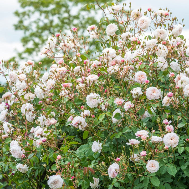 The Albrighton Rambler (Ausmobile)
