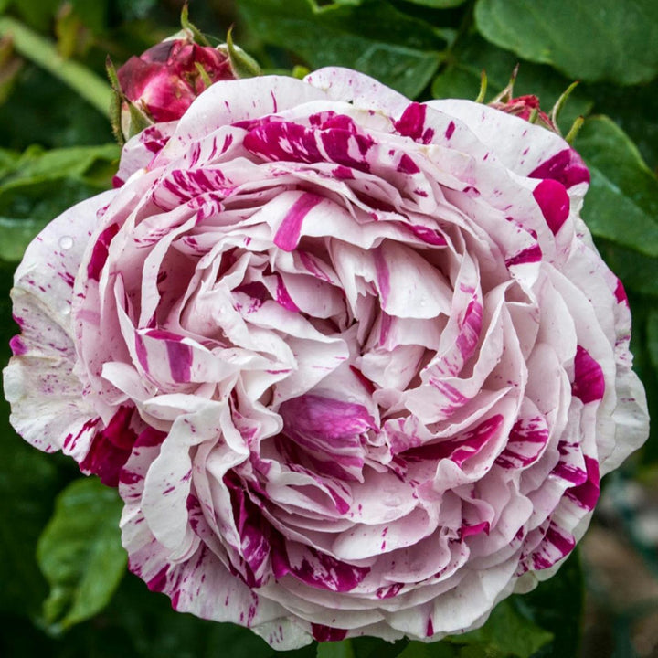 Roomwitte gevulde bloemen met lichtpaarse strepen en vlekken, in kleine trossen.