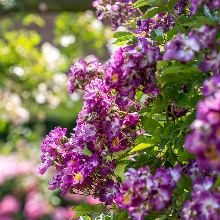 Trossen violet-paarse bloemen met goudgele meeldraden, op een krachtige rambler.