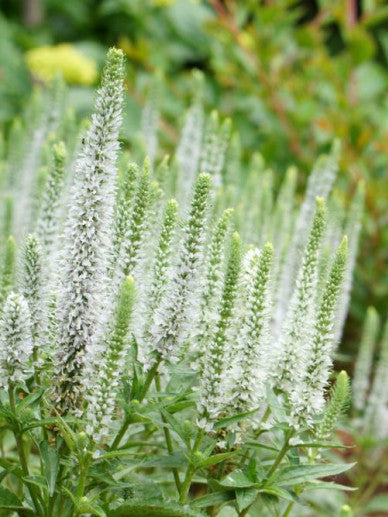 Speedwell White (Veronica)