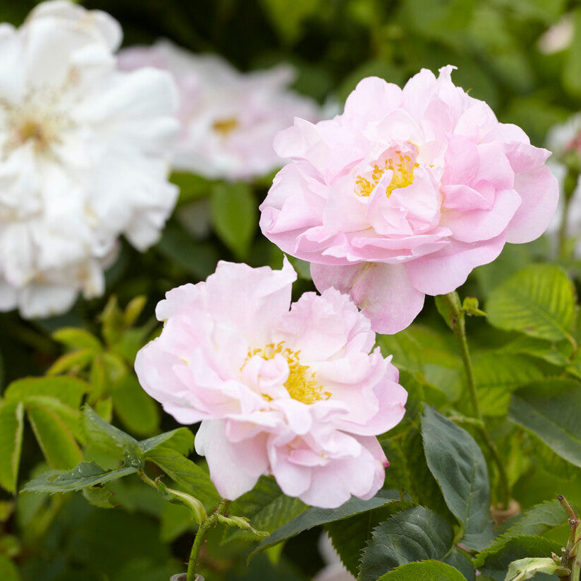 High Scented Roses Buy fragrant roses | Roses with the most beautiful scent | Belle Epoque