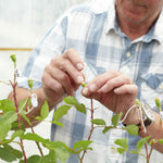 Learn to propagate a rose yourself - Tuesday 11 August | 10:00 AM