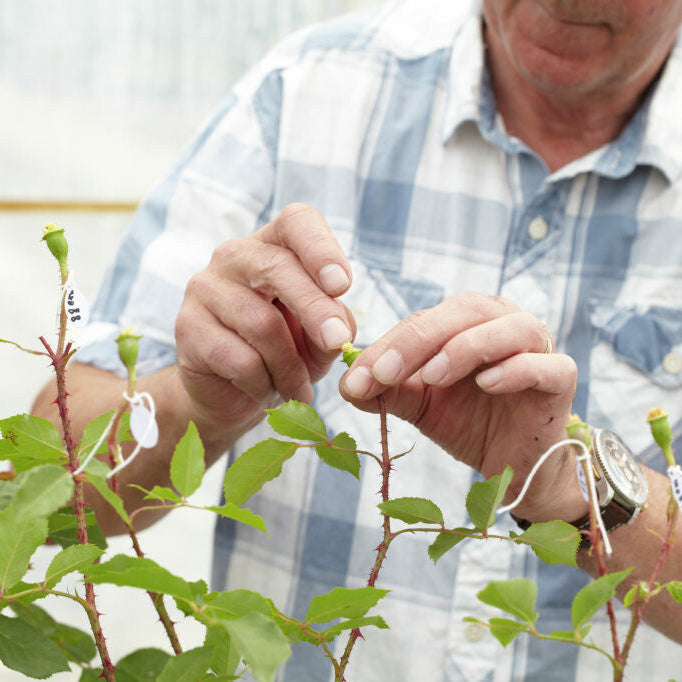 Learn to propagate a rose yourself - Tuesday 11 August | 10:00 AM