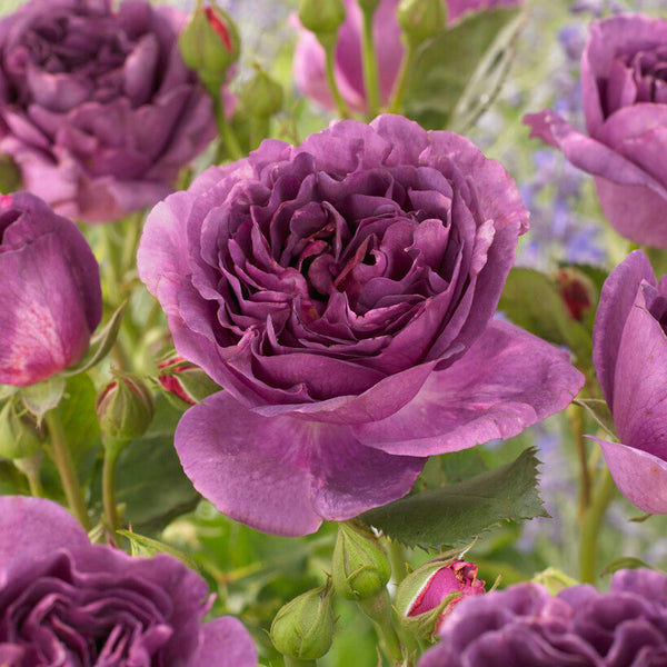 Minerva (standard rose)