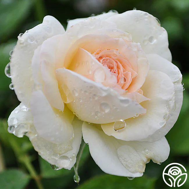 White Pierre de Ronsard (Eden rose)
