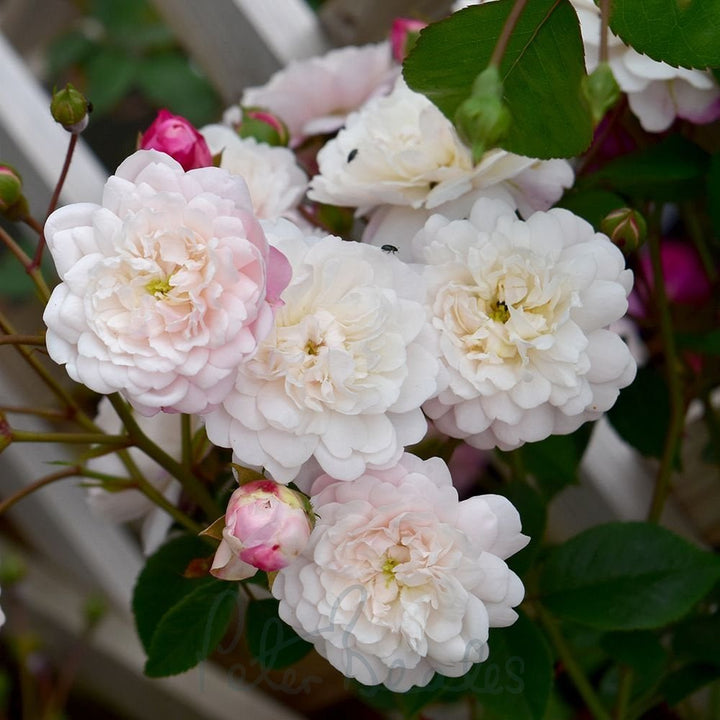 Little White Pet (TooGoodToGo)