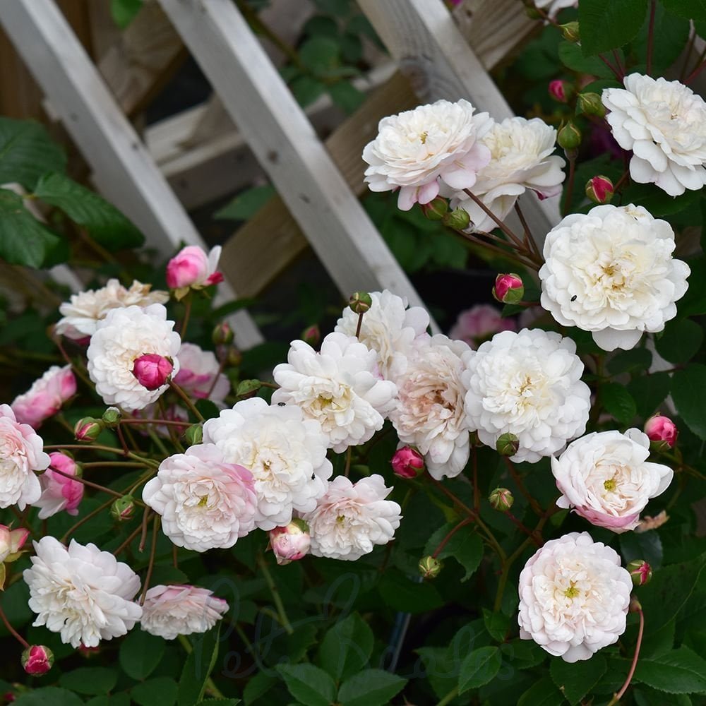 Little White Pet (TooGoodToGo)