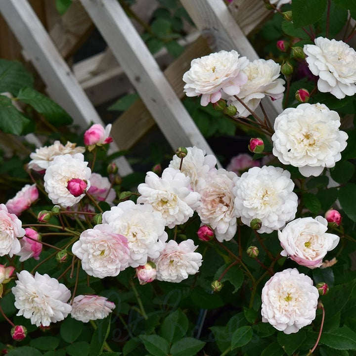 Little White Pet (TooGoodToGo)