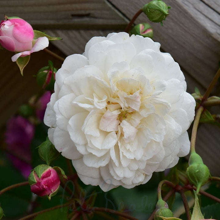 Little White Pet (TooGoodToGo)