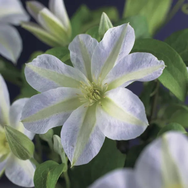 Clematis 'Yukikomachi'