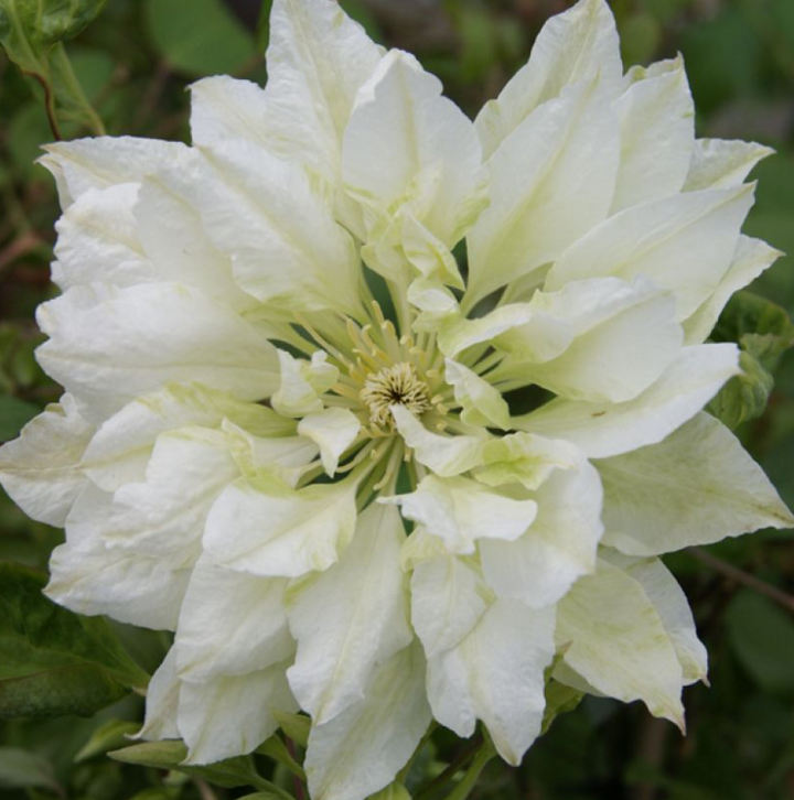 Clematis 'Yukiokoshi'