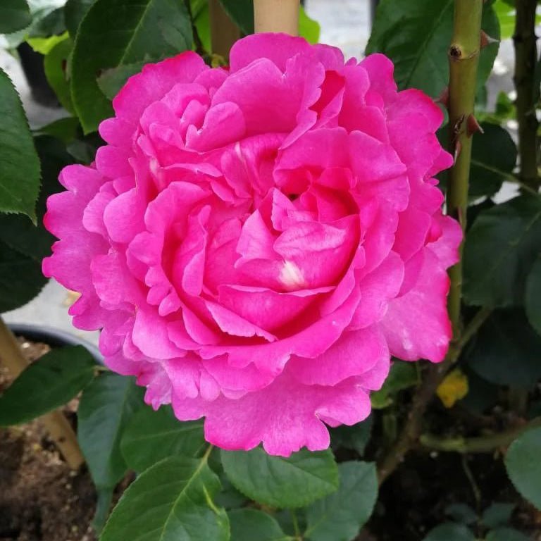 Yves Piaget (klimroos) - Belle Epoque