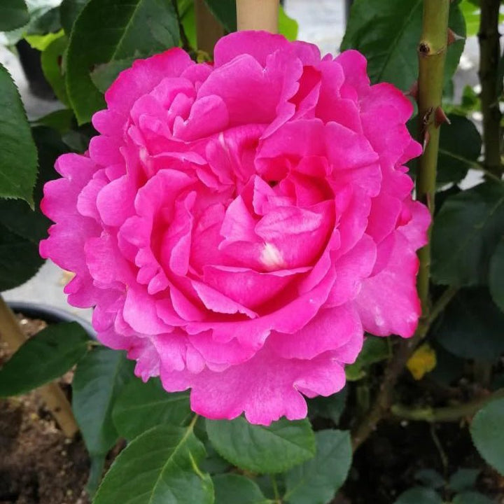 Yves Piaget (klimroos) - Belle Epoque