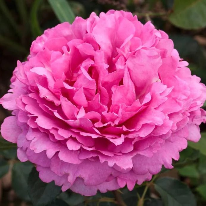 Yves Piaget (klimroos) - Belle Epoque