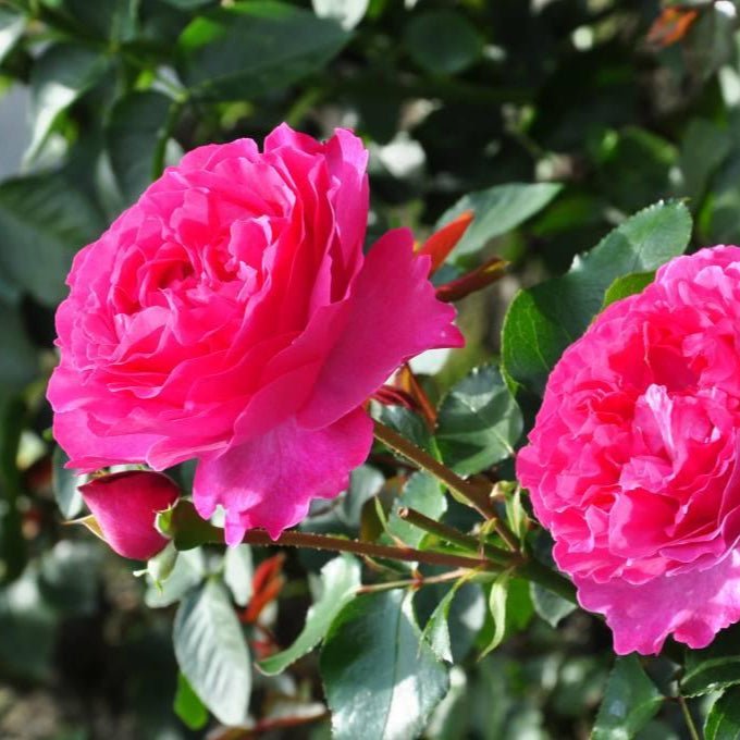 Yves Piaget (klimroos) - Belle Epoque